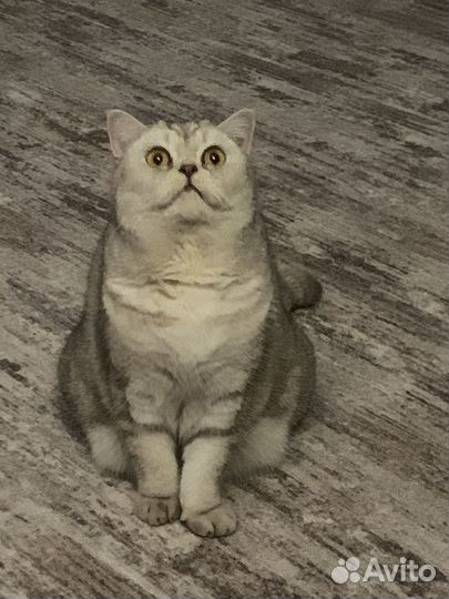 Шотландская