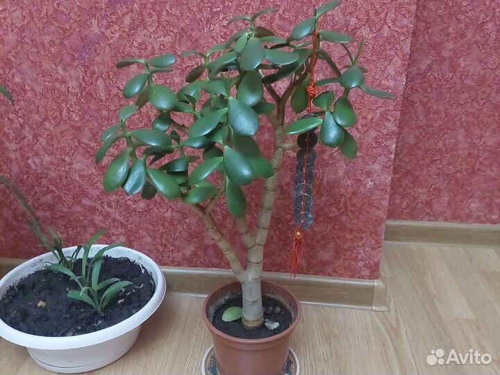 Денежное дерево толстянка. Калонхое лечебное