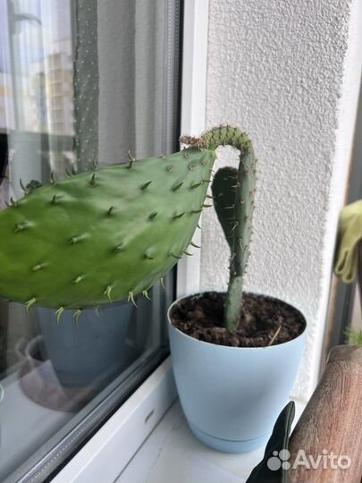 Кактус опунция из Крыма