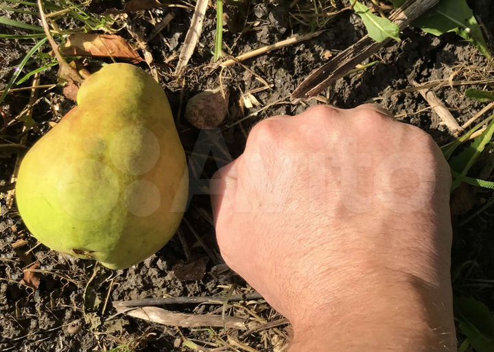 Дом 98 м² на участке 8 сот.