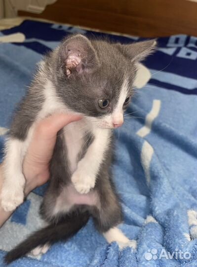 Котенок