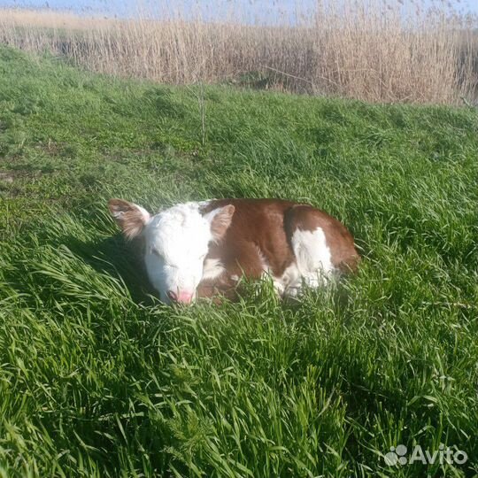Домашнее мясо молодых бычков