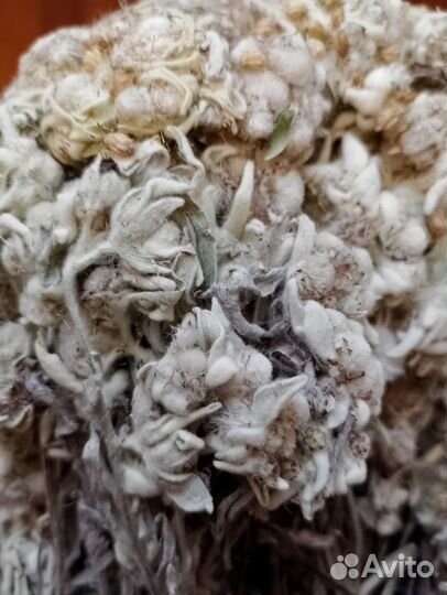 Кошачьи лапки травяной сбор