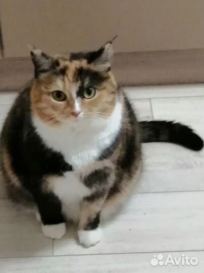 Кошки в добрые руки