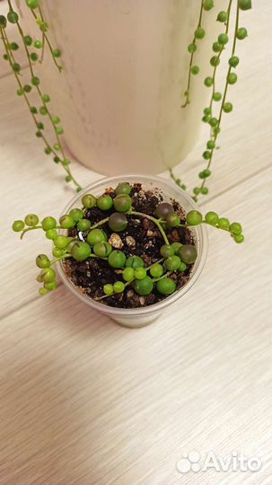 Крестовник Роули