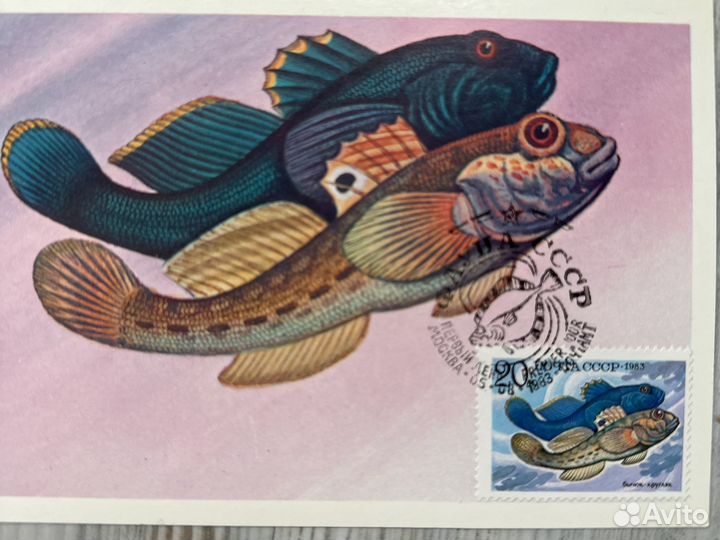 Картмаксимум