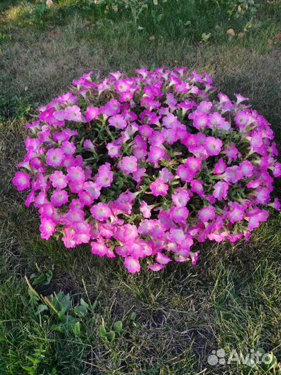 Петуния в кашпо, Ампельная, каскадная