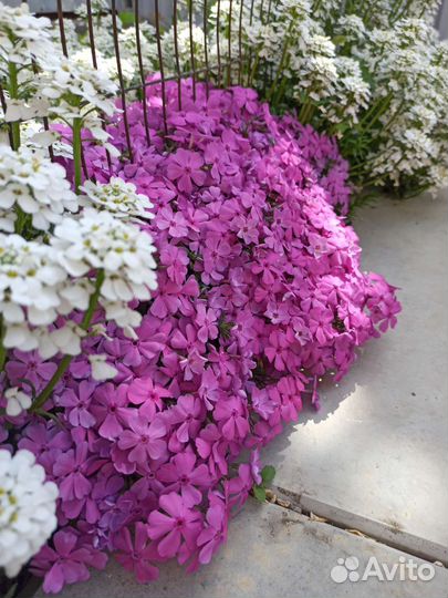 Флокс шиловидный