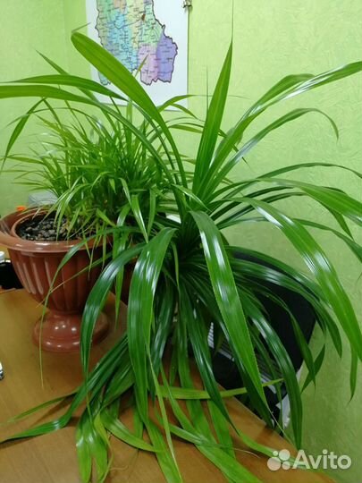Комнатные цветы панданус
