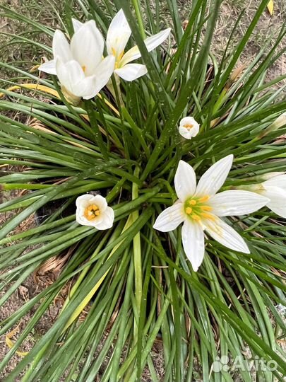 Зефирантес белый