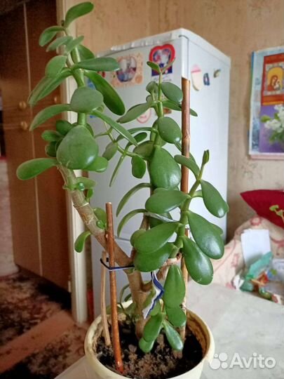 Комнатные цветы