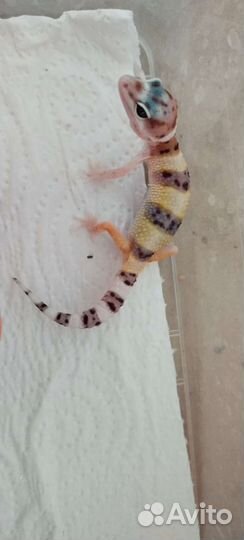 Геккон эублефар