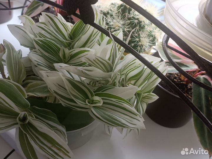 Комнатные цветы