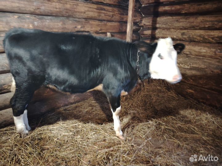 Продажа телушки на племя