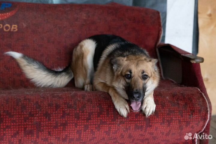 Отдаю собаку Лилу в дар