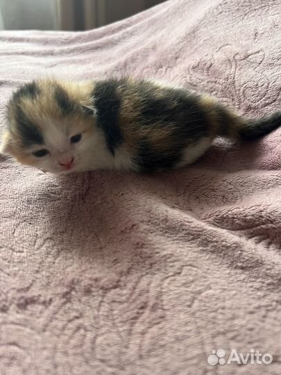 Отдам бесплатно котят