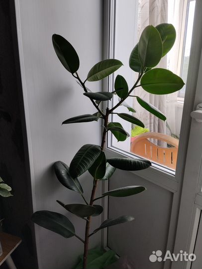 Комнатные цветы