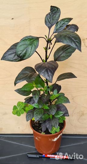 Перчики комнатные острые