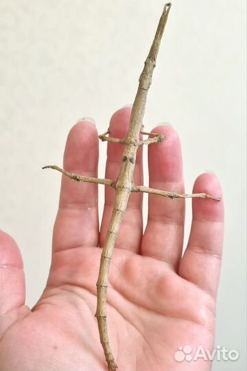 Мадагаскарский палочник яйца