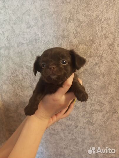 Девочки чихуахуа