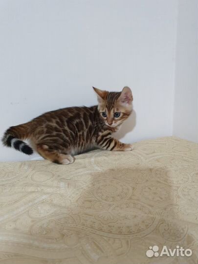 Бенгальские котята