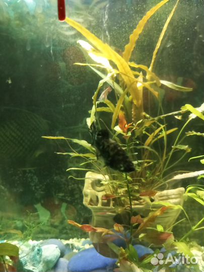 Моллинезия