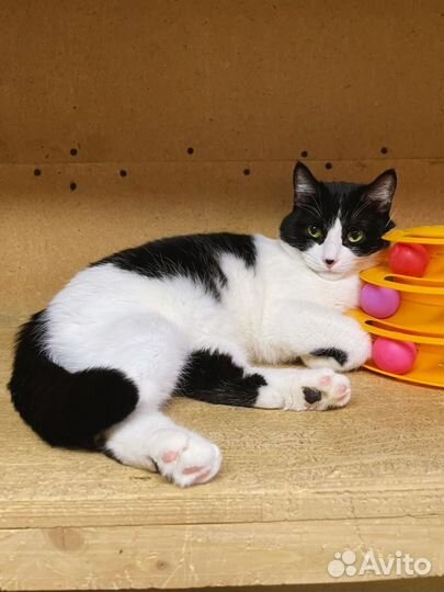 Котик в добрые руки бесплатно