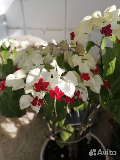 Клеродендрум Томпсон