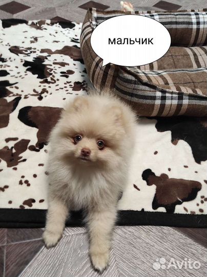 Щенки немецкого шпица