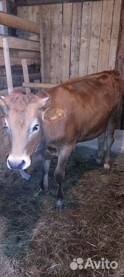Корова,тёлка,бычок