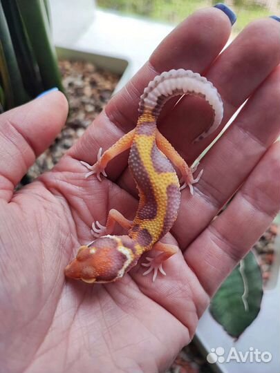 Эублефары яркие малыши и др рептилии