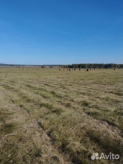 Сено в рулонах