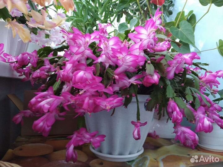 Декабрист шлюмбергера сортовые