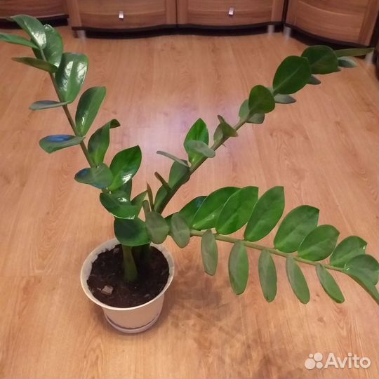 Замиокулькас