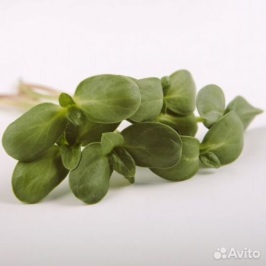 Семена микрозелени для употребления