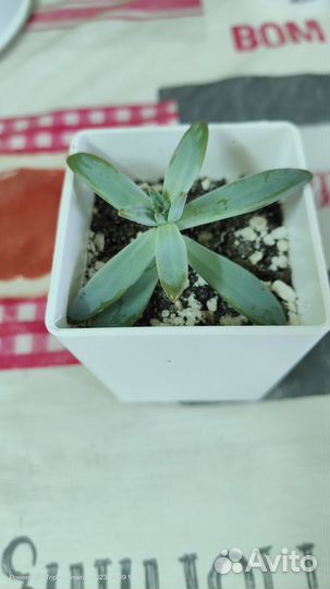 Эхеверии детки