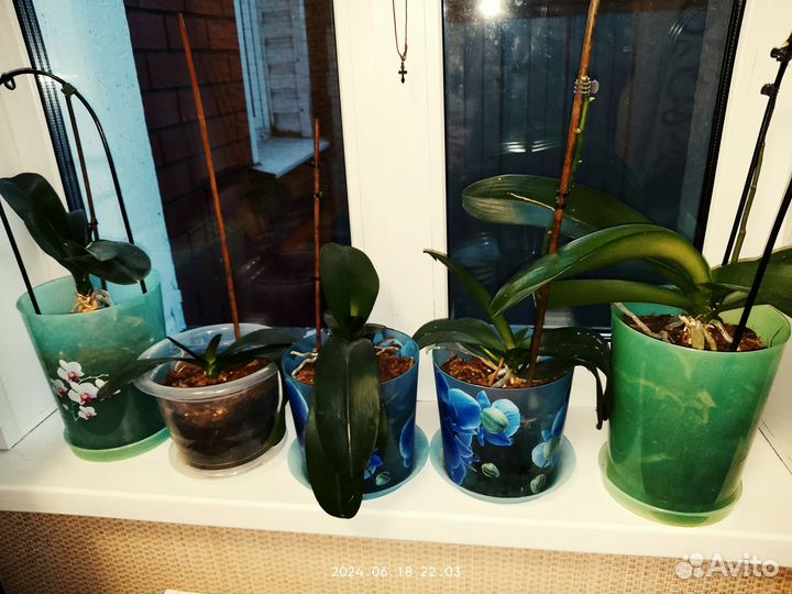 Орхидея фаленопсис