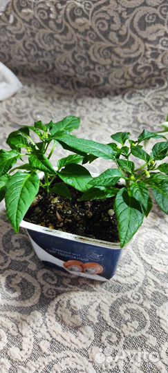 Перец комнатный острый Акапулько