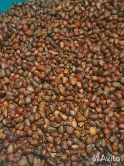 Кедровый орех 2024