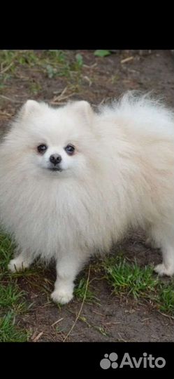 Шпиц девочка