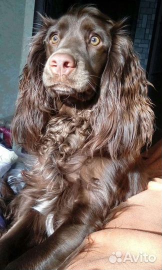 Русский спаниель вязка