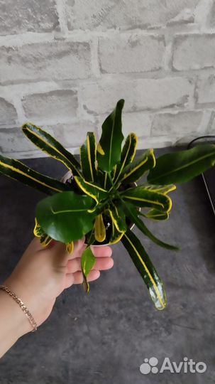 Кротоны (обновляю)