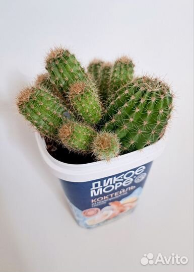 Кактус эхинопсис