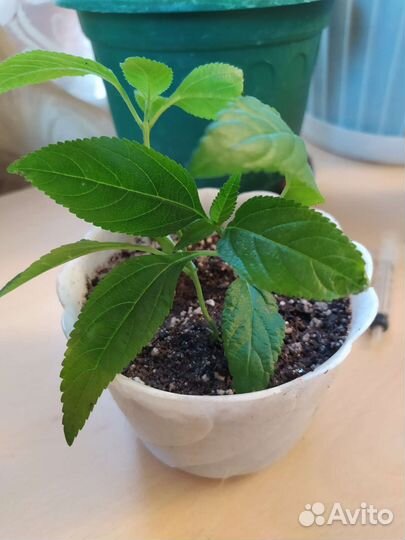 Лантана белая и оранжевая