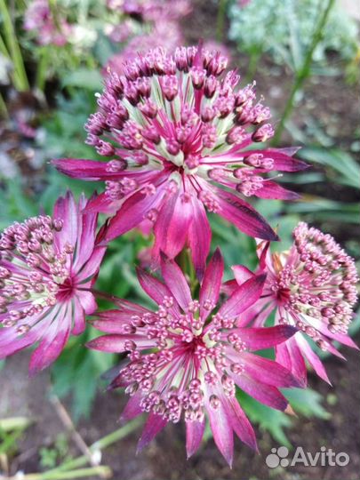 Астранция Кларет