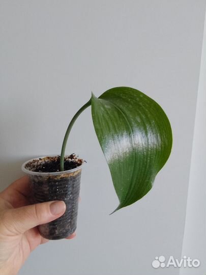 Эухарис амазонская лилия