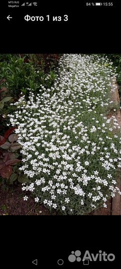 Ясколка войлочная серебристая