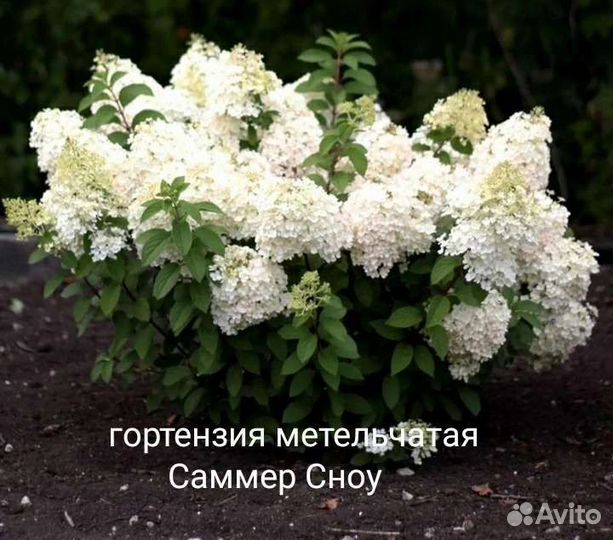 Гортензия метельчатая
