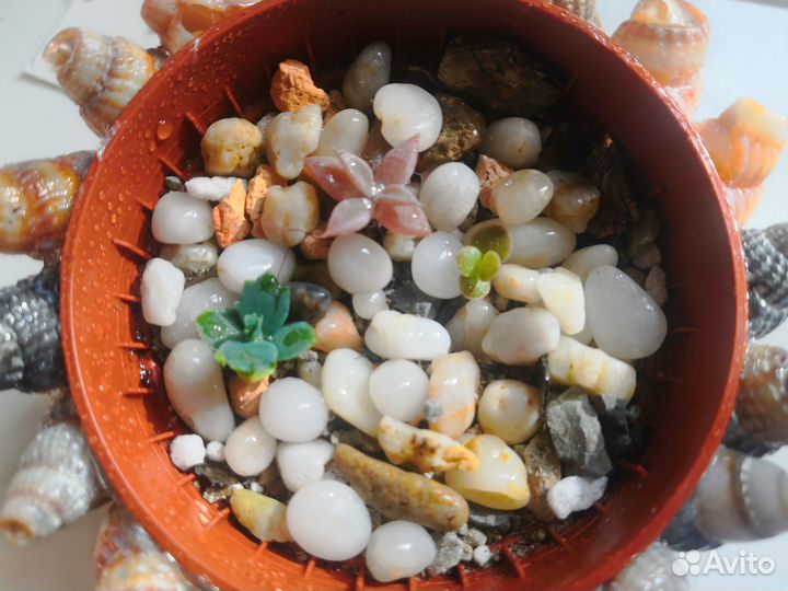 Кактусы и суккуленты