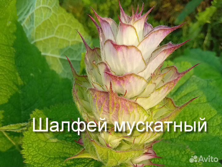 Травы лофант, шалфей, мелисса семена